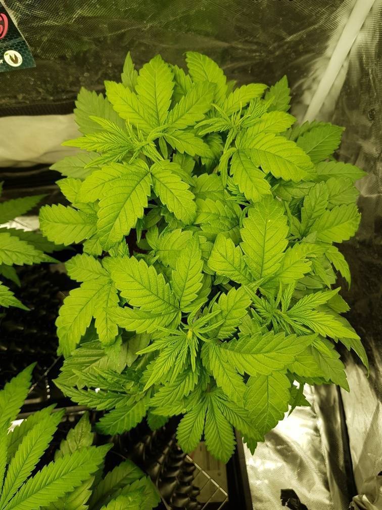 Frosty Gelato Update 29-10 # 7