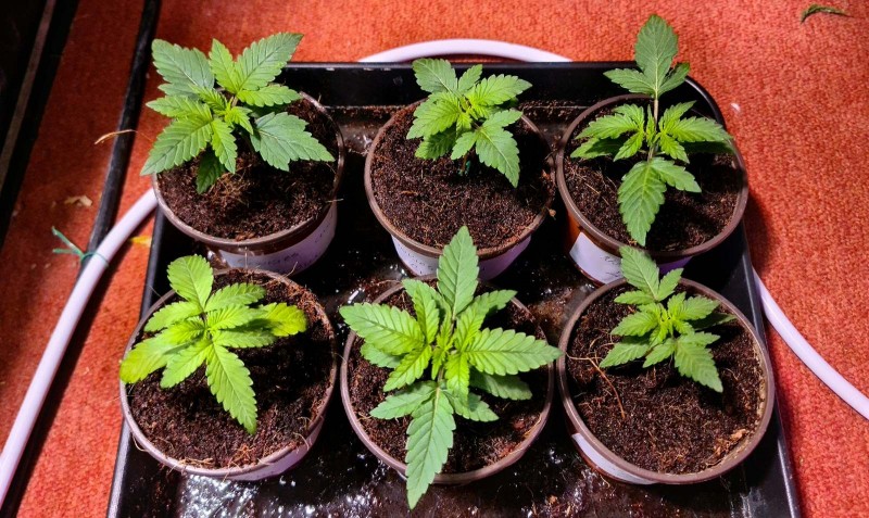 Cookies and Cream Auto