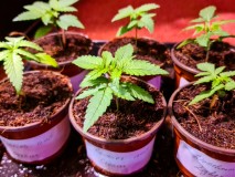 Northern Lights Auto