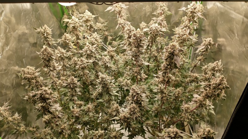 IMG_20210913_102842740_HDR