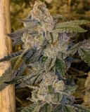 87C31DC3-3AAC-465B-BA4D-49EB9AE7B828