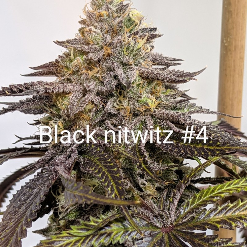 B8809958-F058-4CAA-BEC1-F14E9FEBD79E