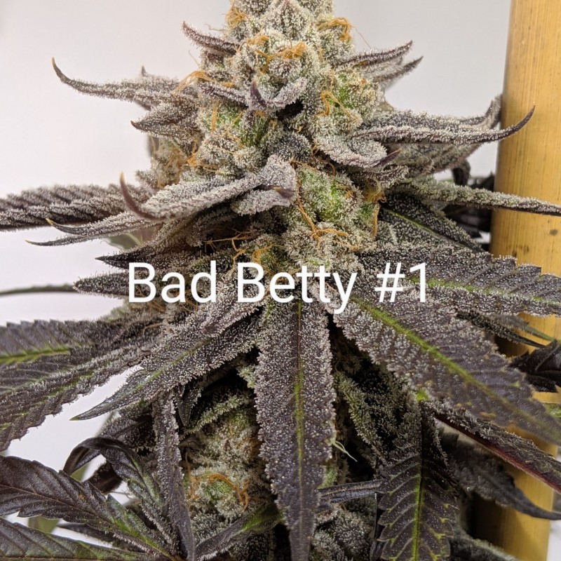 9BBDE876-14A4-433C-850F-1F2FA64FA7EE