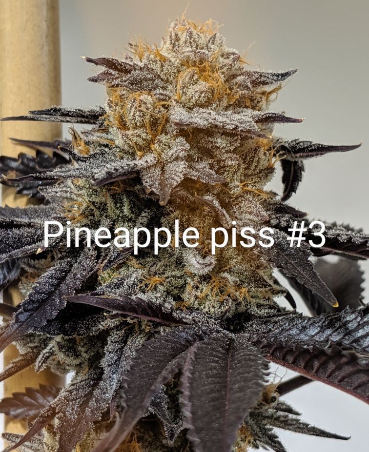 49332CCE-5844-46E7-A8AC-0CC5C8C89905