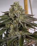 0F42B9D2-D43C-4DE0-8DC8-E9361594264E