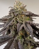 00505FD2-C2AC-447C-A1C7-7C89F820F0E8