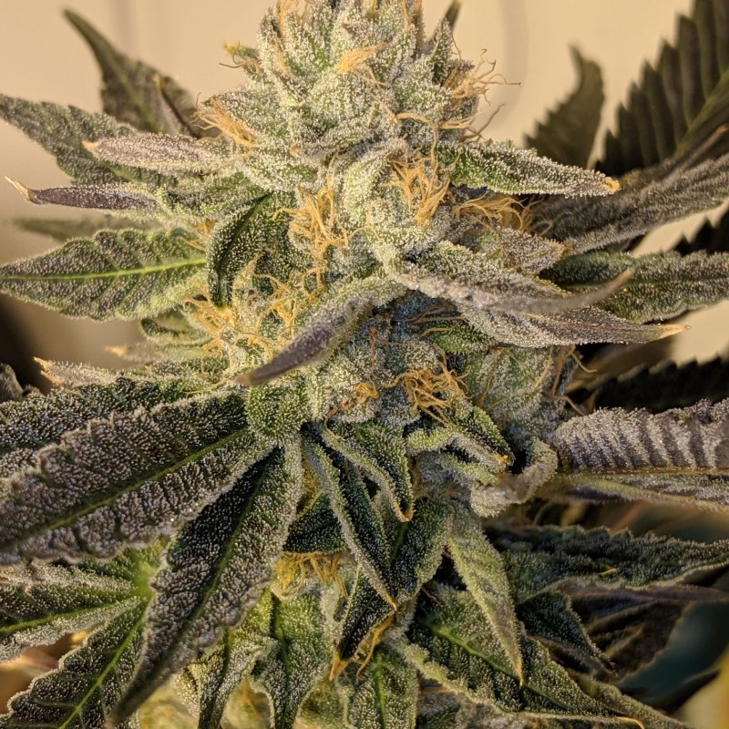 17089C67-760C-4D4F-93D0-F72E39E345FB