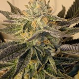 17089C67-760C-4D4F-93D0-F72E39E345FB