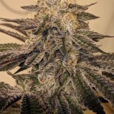 1E524C0E-C8B4-4650-93BC-F09CDD4CC9EE