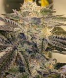 CF5C749C-6692-498B-AA84-47F49D3FD30B