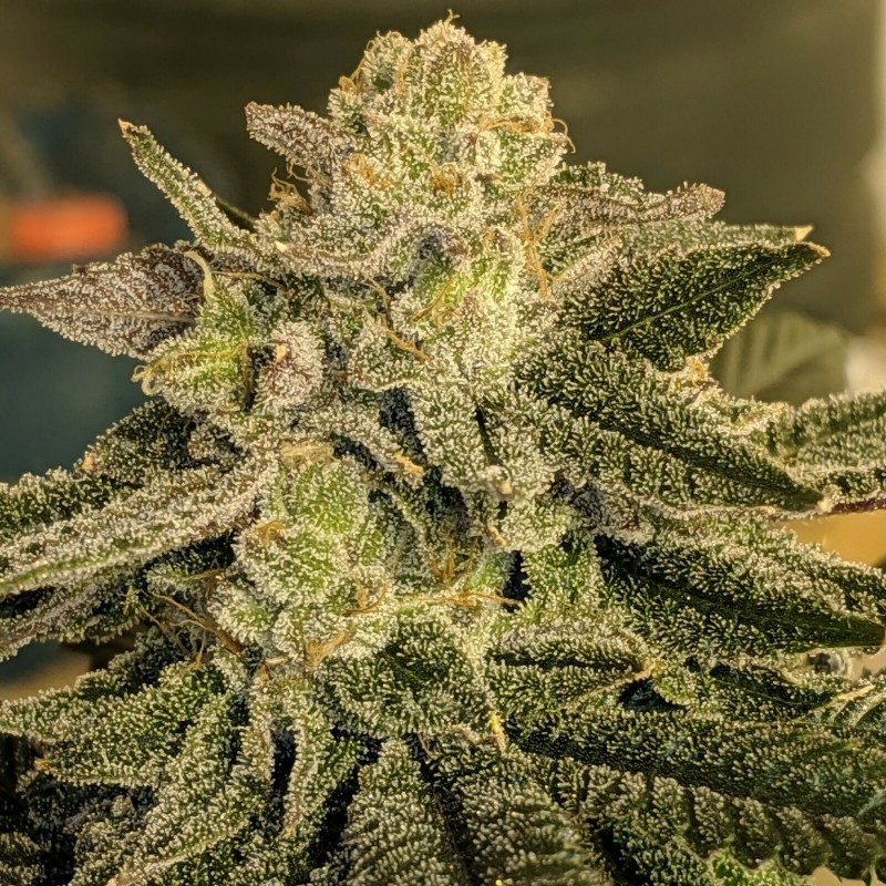 D3E72419-5EE4-4A7F-AA3D-9F29EEF6DD04