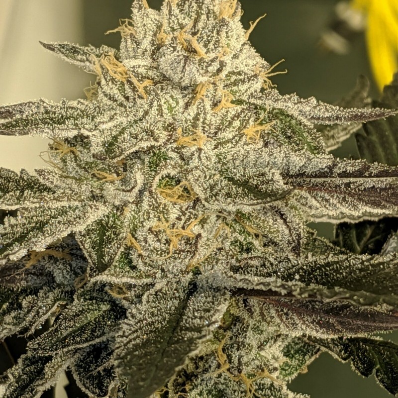 4013C427-5618-4E53-B772-45CE30751D7A