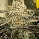 4013C427-5618-4E53-B772-45CE30751D7A