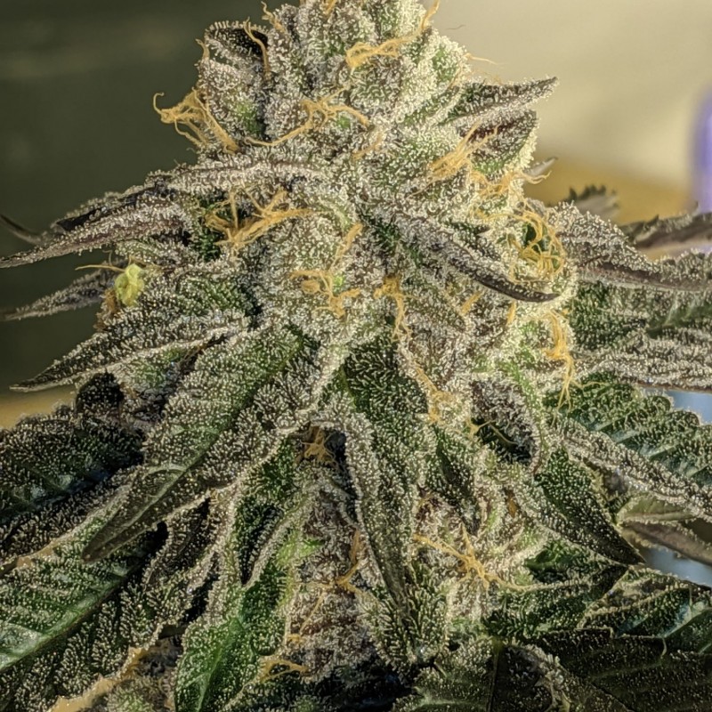 785DC085-1E1C-45AD-9607-3D8745810DB7