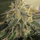 785DC085-1E1C-45AD-9607-3D8745810DB7