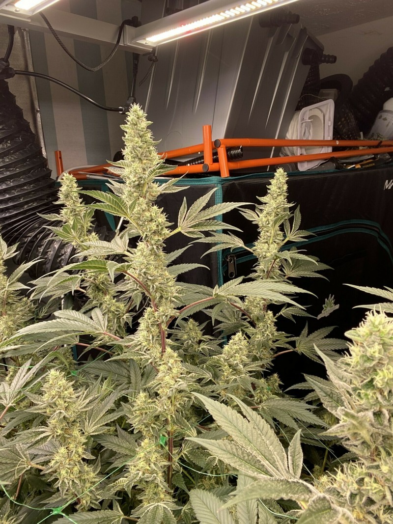 662D727C-0589-465D-BA74-58AD8E87B46A