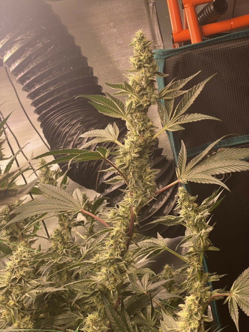 8E0D76A1-6263-4B89-B268-7F870FE7B75E