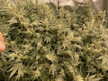 D8331214-D0F4-4F70-84DD-6B9B25B51374