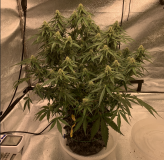 Cassandra 2021-09-15