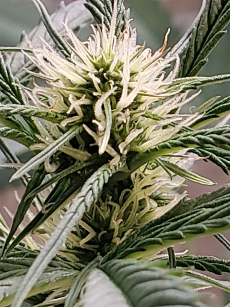 16317314586771628398406733719885