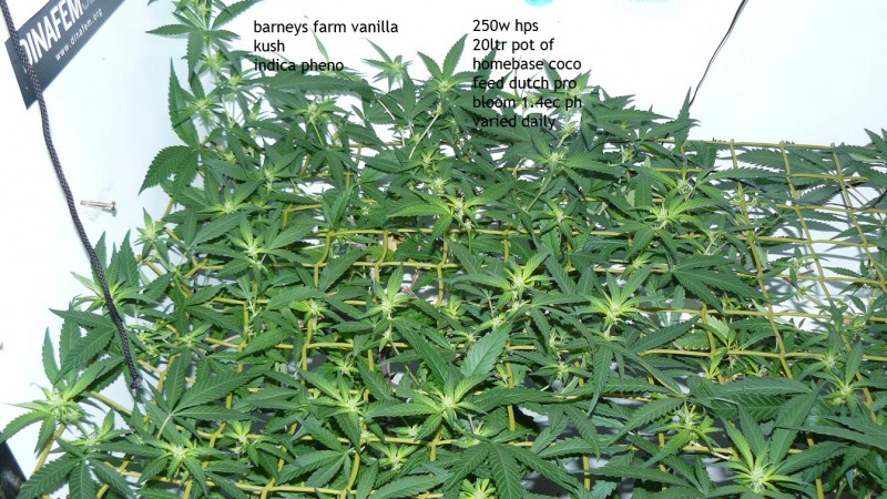 tangie vk cj 15 09 21 001