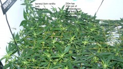 tangie vk cj 15 09 21 001