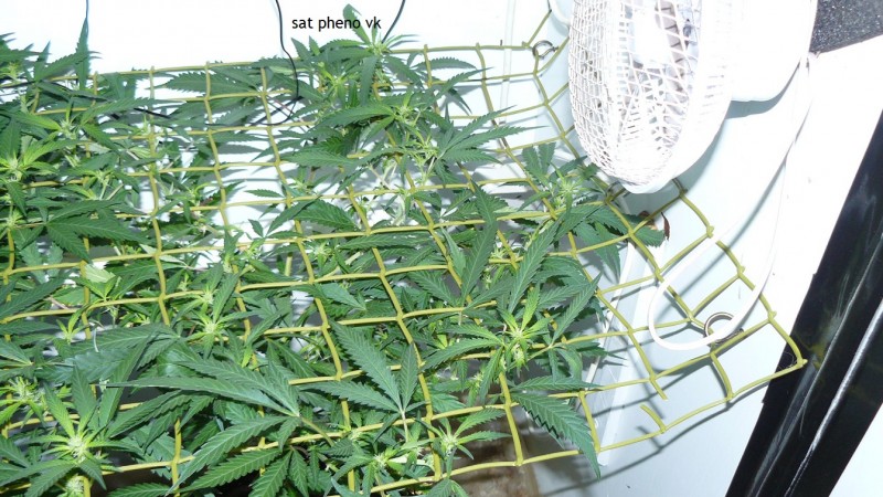 tangie vk cj 15 09 21 002