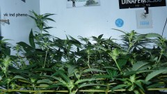 tangie vk cj 15 09 21 005