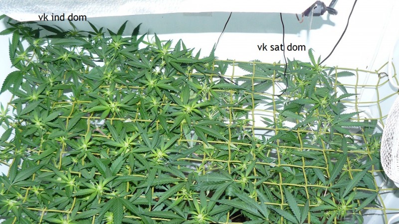 tangie vk cj 15 09 21 007