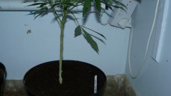 tangie vk cj 15 09 21 009