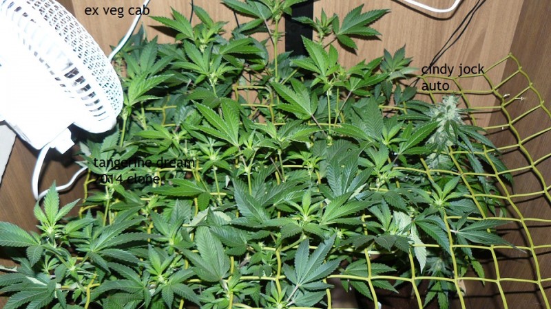 tangie vk cj 15 09 21 012