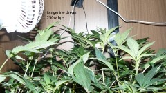 tangie vk cj 15 09 21 013