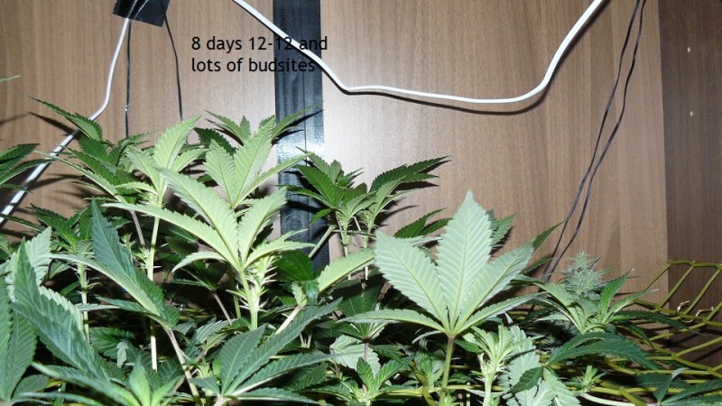 tangie vk cj 15 09 21 014