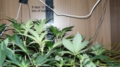 tangie vk cj 15 09 21 014