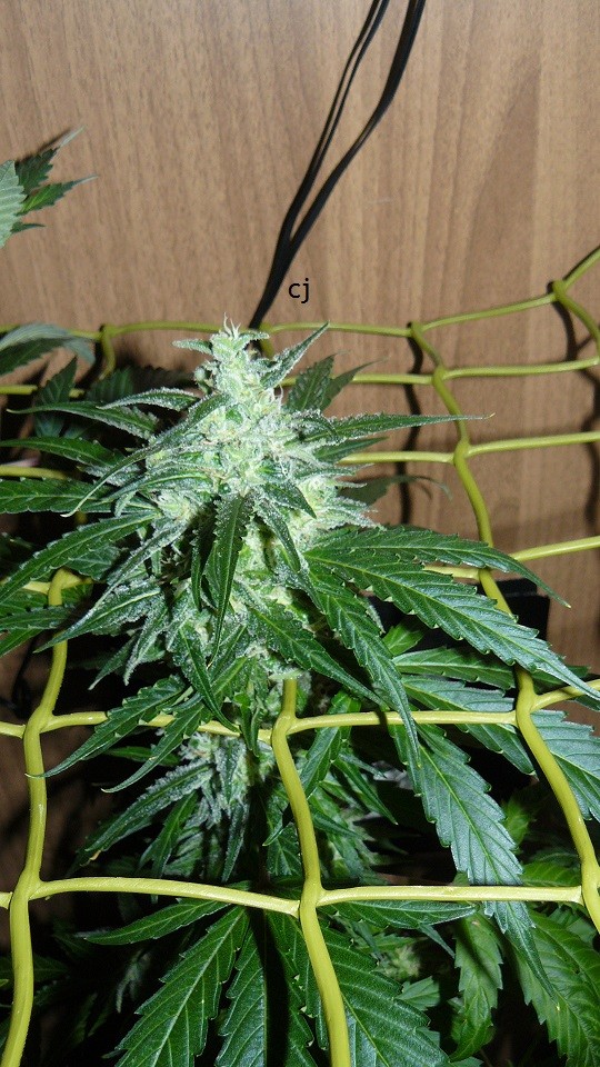 tangie vk cj 15 09 21 016