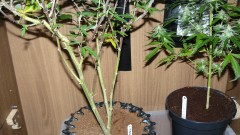 tangie vk cj 15 09 21 018