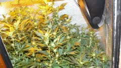 tangie vk cj 15 09 21 027