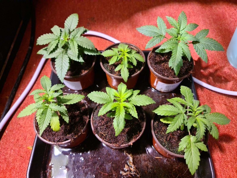 Northern Lights Auto