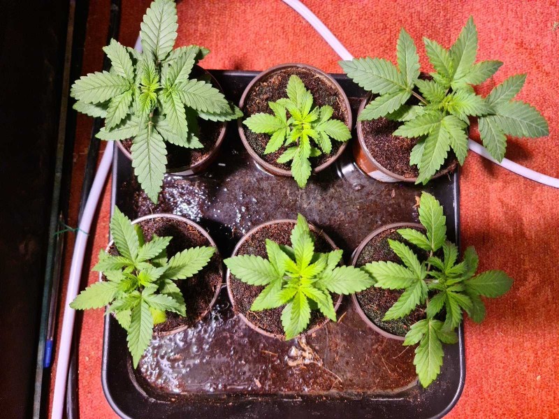 Cookies and Cream Auto