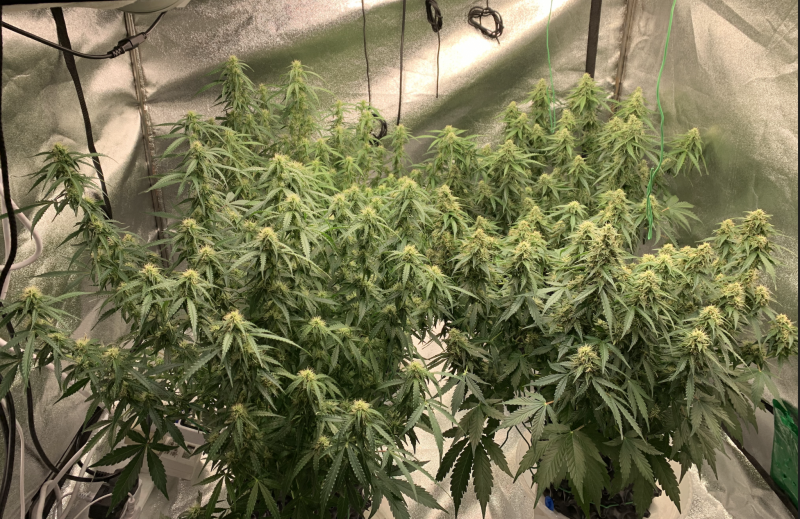 The Ladies 2021-09-17