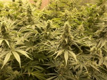 02DE1B3F-E2A4-4DD9-9E27-2925AB65495E