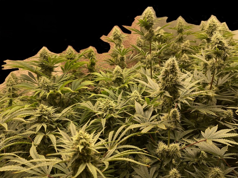 7EBB7E1F-9CFD-4A08-9E90-E556A465EE5F