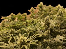 7EBB7E1F-9CFD-4A08-9E90-E556A465EE5F