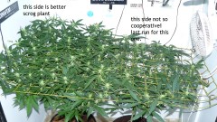 tangie vk cj 19 09 21 009