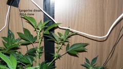 tangie vk cj 19 09 21 014