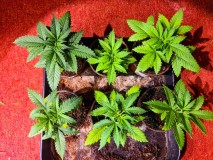 20210919_234740_compress21