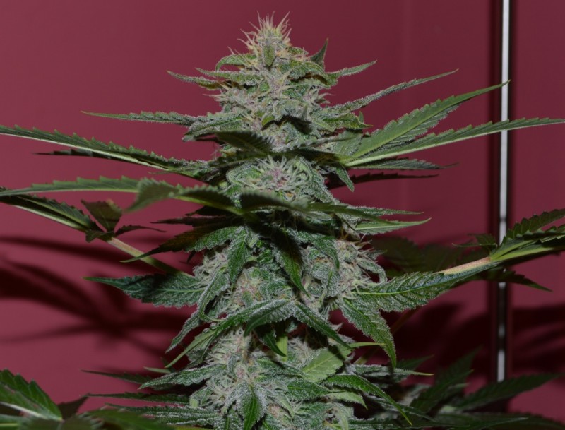 purple moonrockz 21 days flower