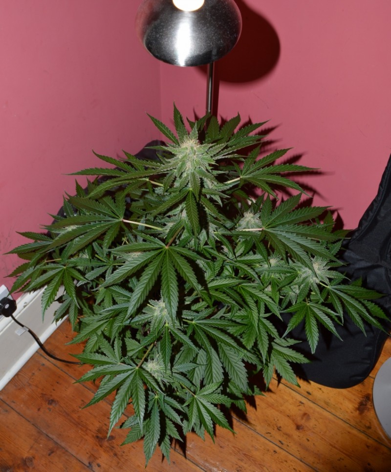 purple moonrockz 21 days flower