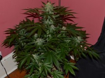 purple moonrockz 21 days flower