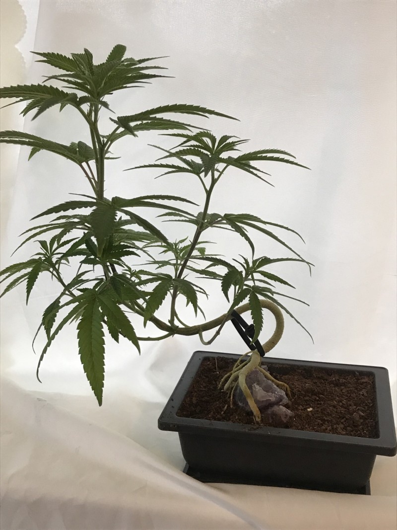 6E956891-777E-492B-BA00-C14818D7A19B